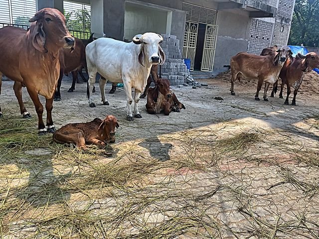 A newborn calf at the goshala