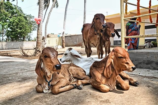 Calves resting together in the shade