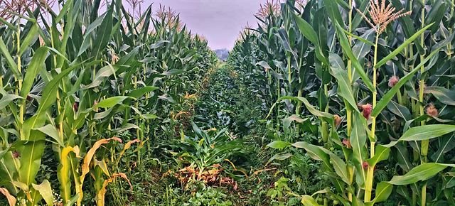 Corn grown for silage at dusk
