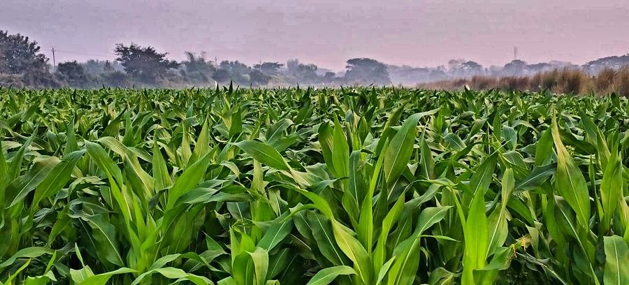 A corn plant grown for silage
