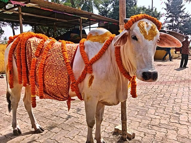 A cow garlanded for a festival