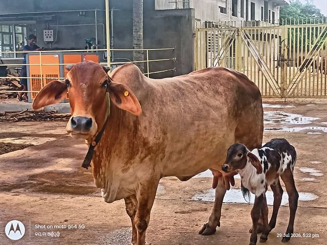 A cow with her newborn calf