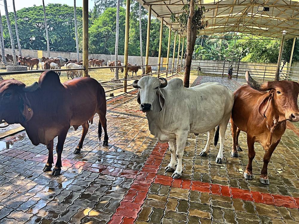 A Gir cow in the goshala yard