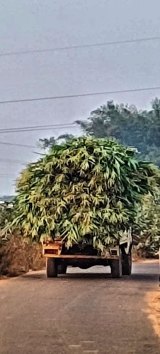 A load of green fodder heading for the goshala