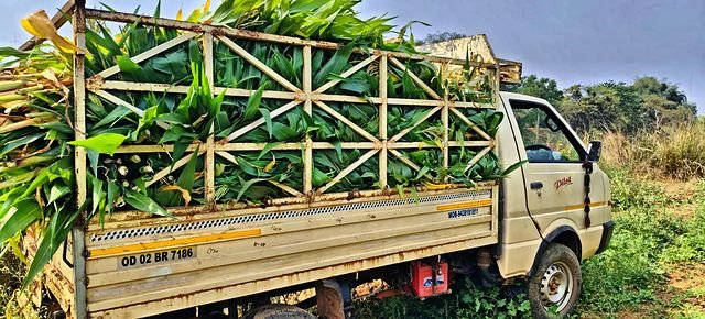 Green fodder being carted in from the fields
