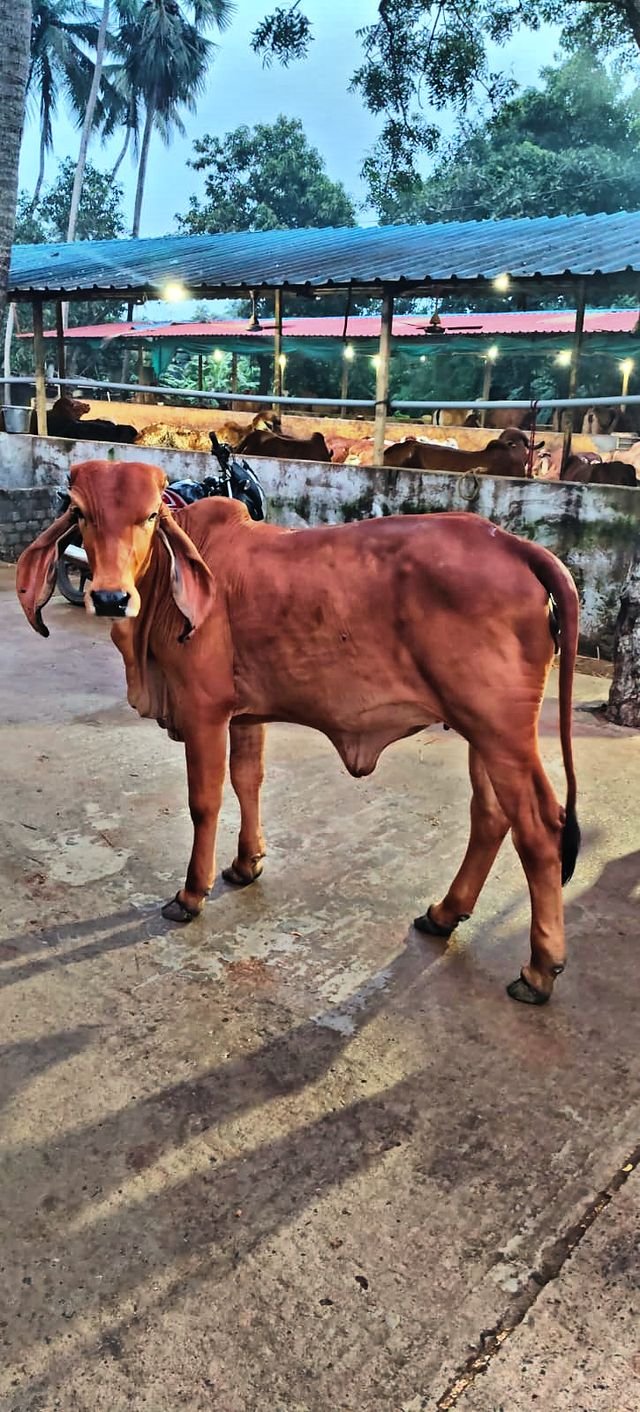 A young Gir calf