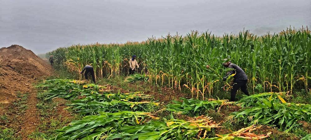 Corn grown for silage