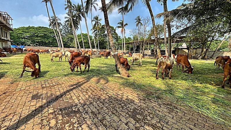 The herd grazing under coconut palms
