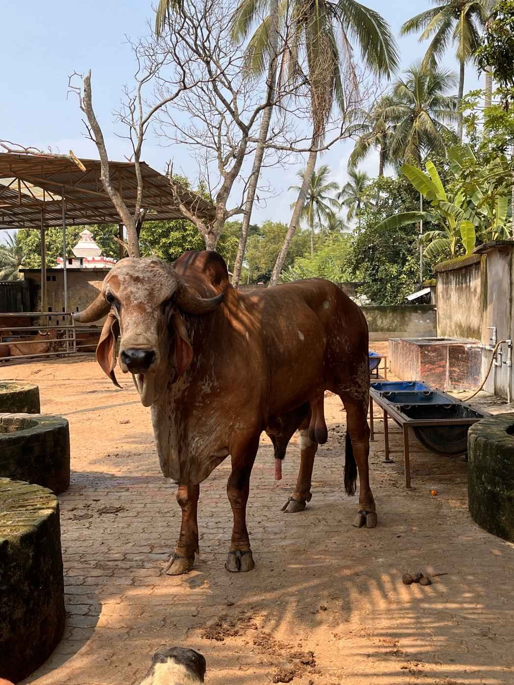 The navodita herd grazing