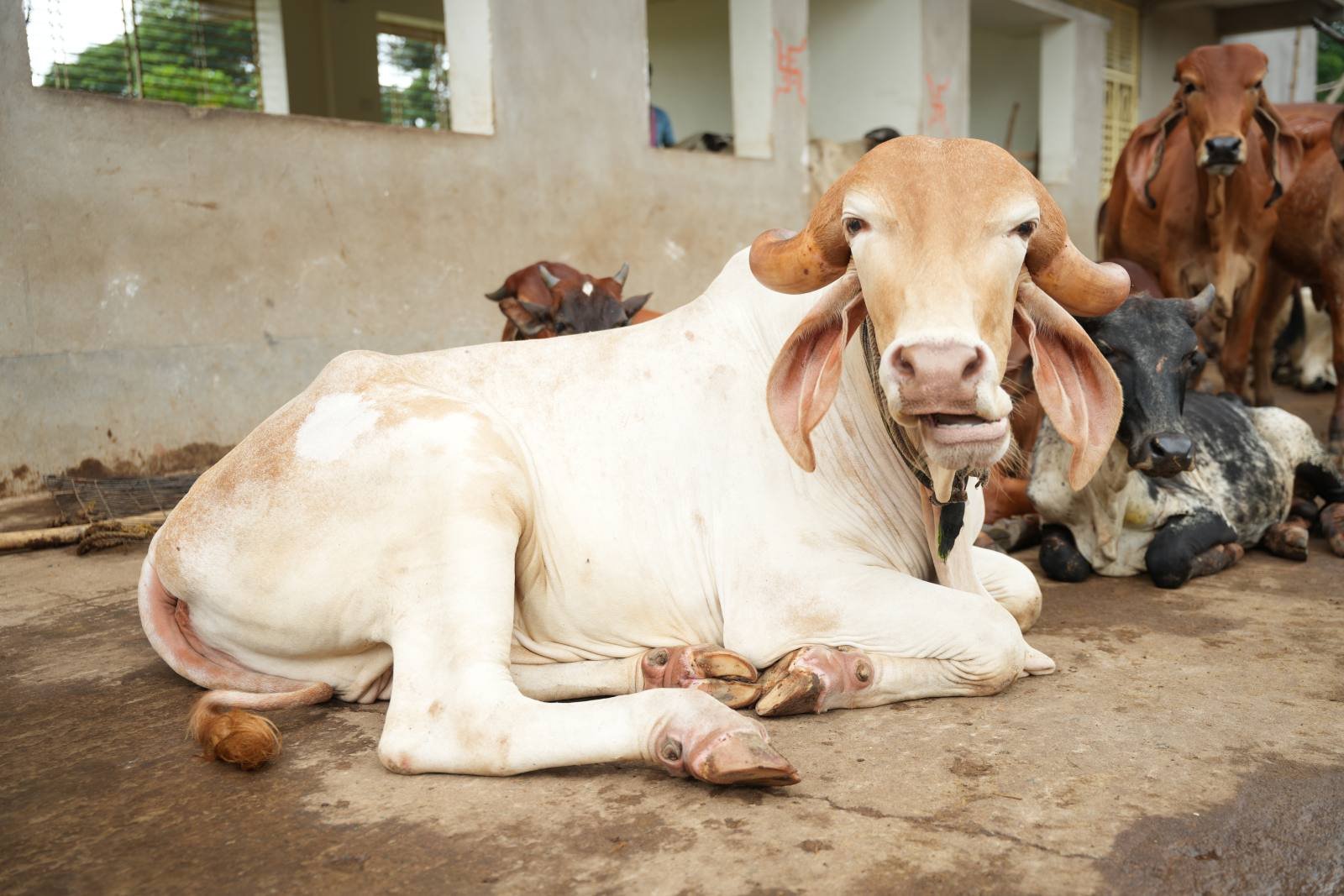 An indigenous Gir cow at the navodita goshala in Puri