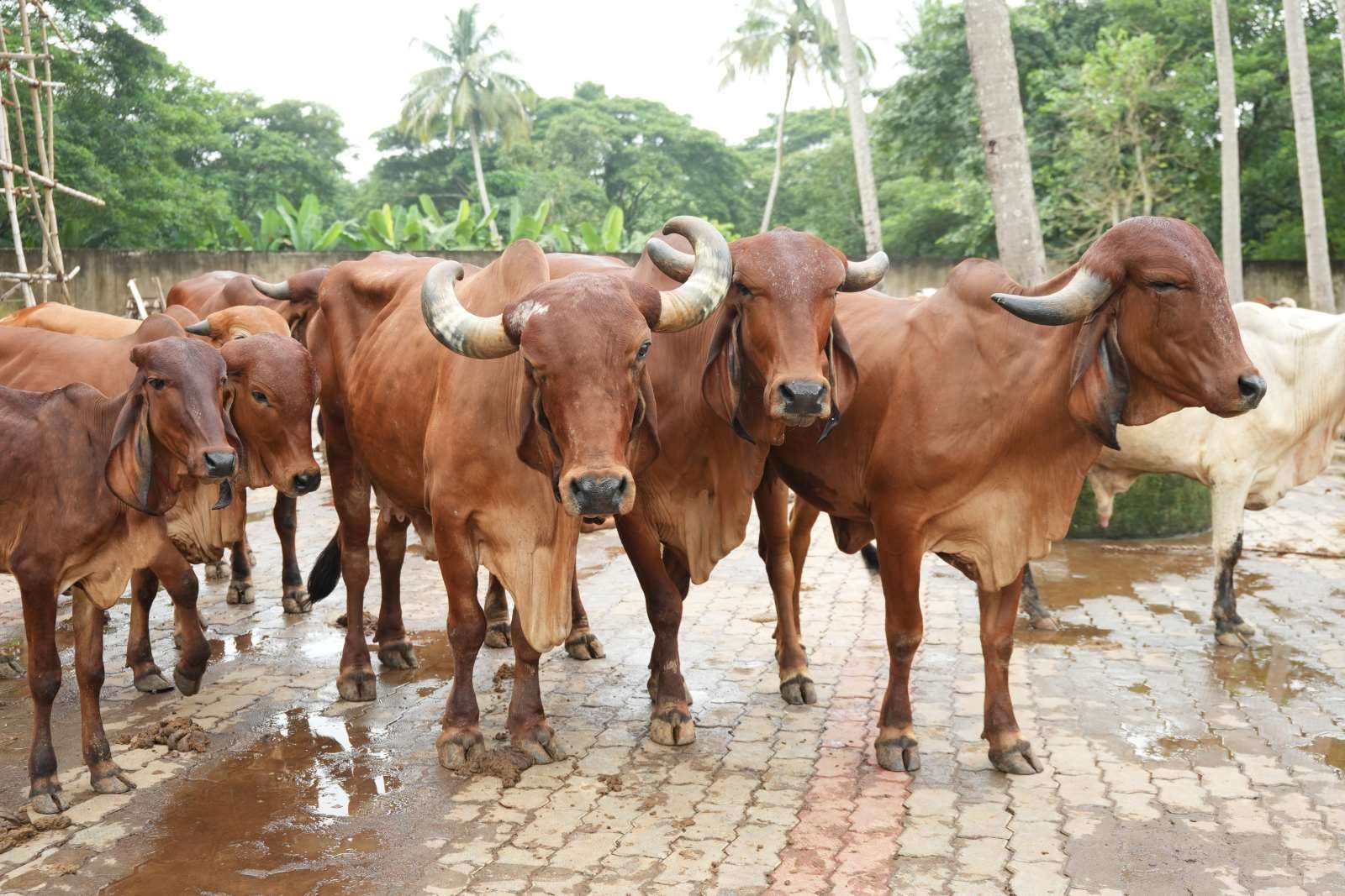 The navodita herd feeding beneath coconut palms at Pidhapatana