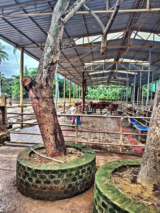 Cows resting in palm shade