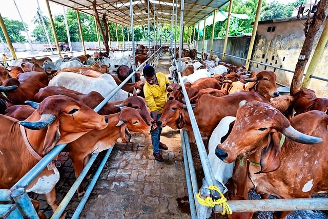 Cows resting in an open shed